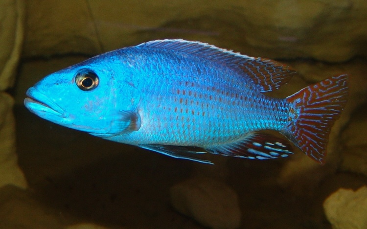 Nimbochromis fuscotaeniatus